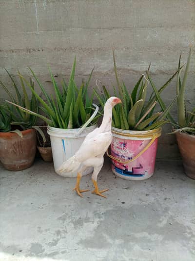 German o shamo chicks 1 month