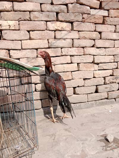 Assel patha long hight