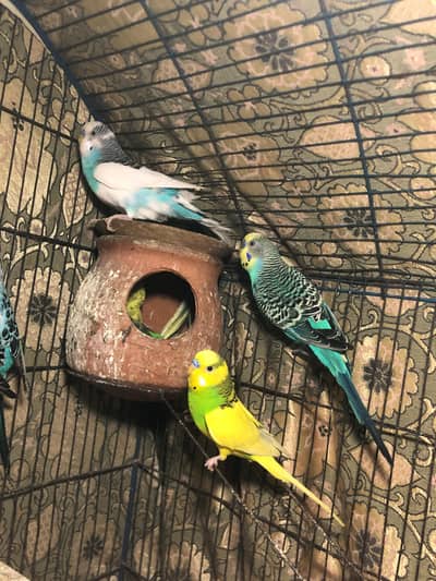 Australian Parrots for Sale