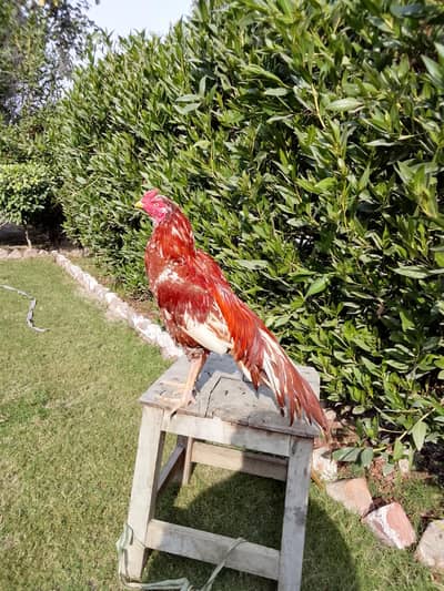 mashallah high quality