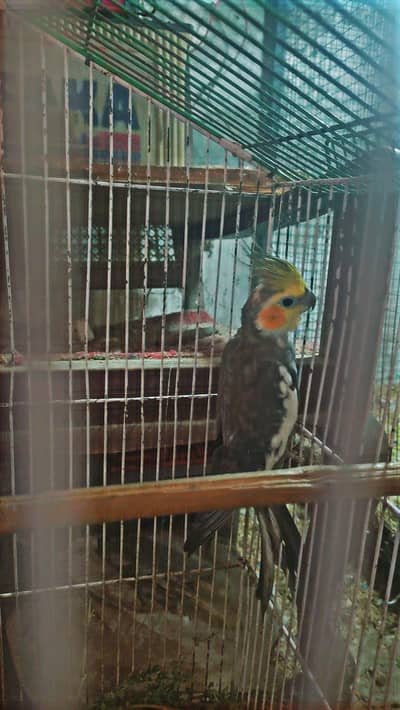 cocktail breeder male full visling available hy