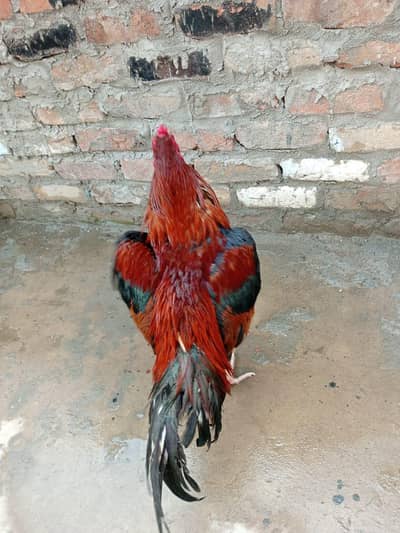 pure aseel murgha lakha minawali white nok nali eyes