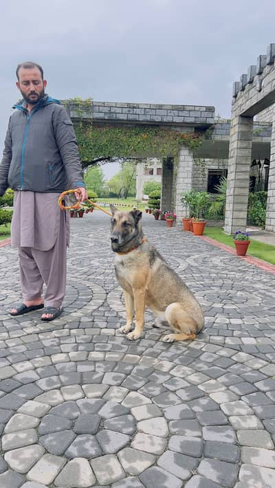 Belgian Malinois (Fully Trained – Explosive Detection) for Sale