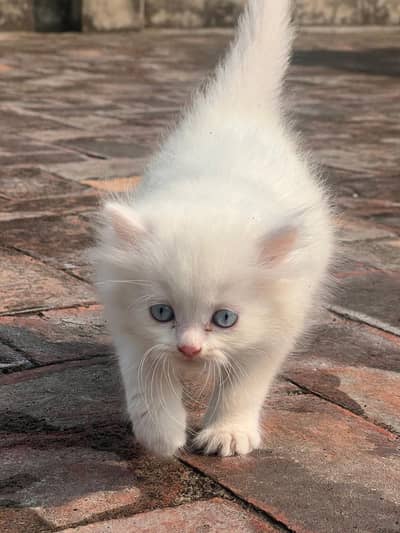 triple coat persian cat white eyes male / female kittens