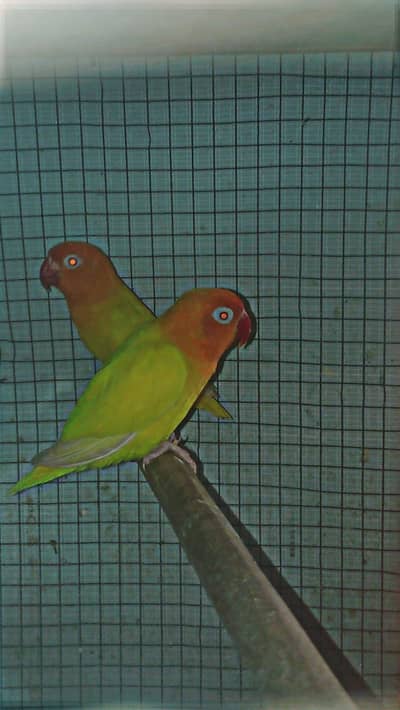breeder pair natino persnata red eye available hy healthy and active