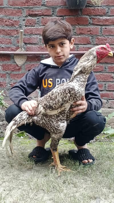 china shamo jambo bloodline