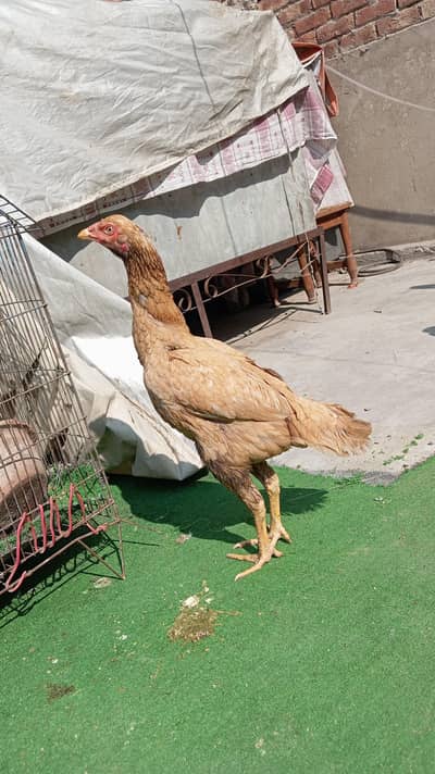 Aseel hen with cheeks