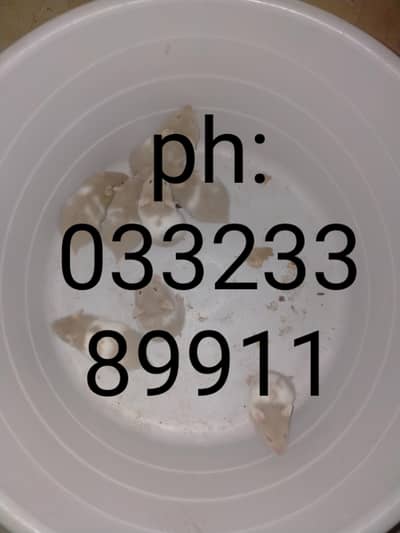 hamsters babies Whatsapp 03323389911