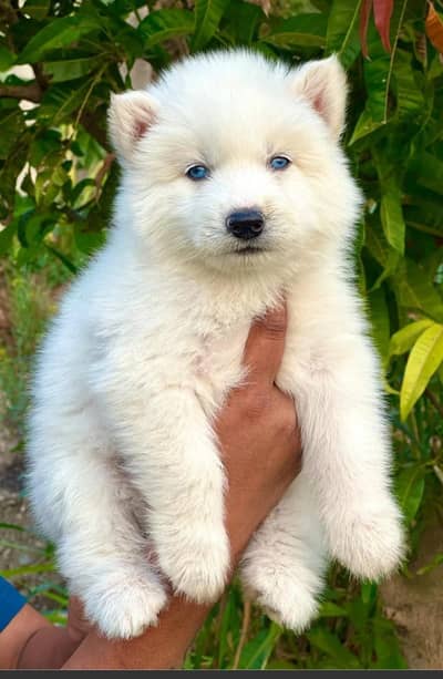White Husky Blue eye