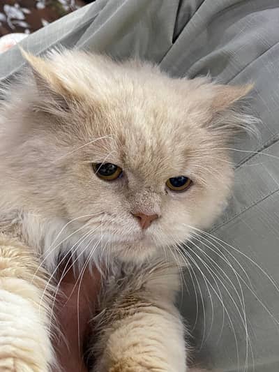 Persian light brown yellow eyes cat