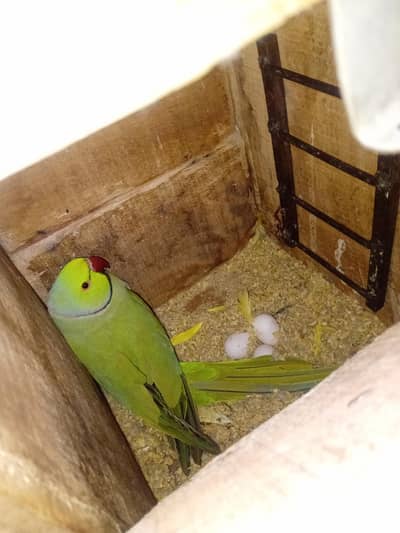 ring nick brder mail