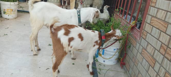 teddy bakri for sale with 2 kids