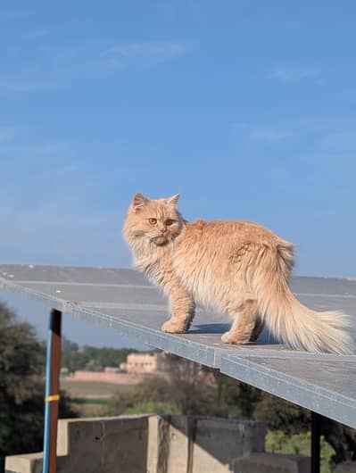 Persian cat