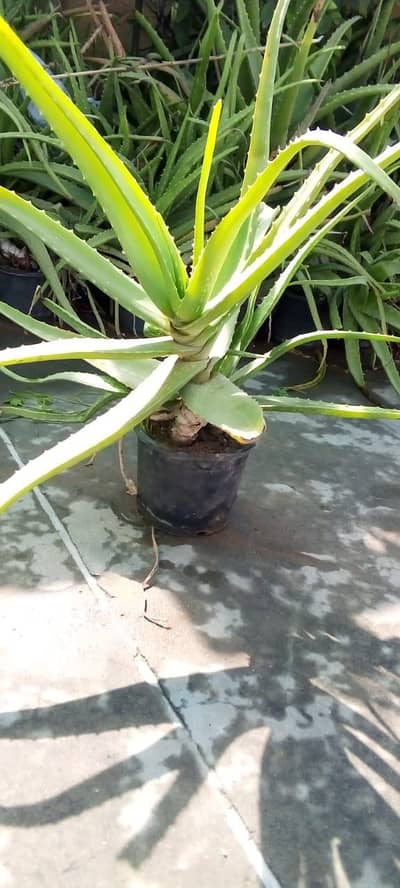 Aloevera Plants For Sell
