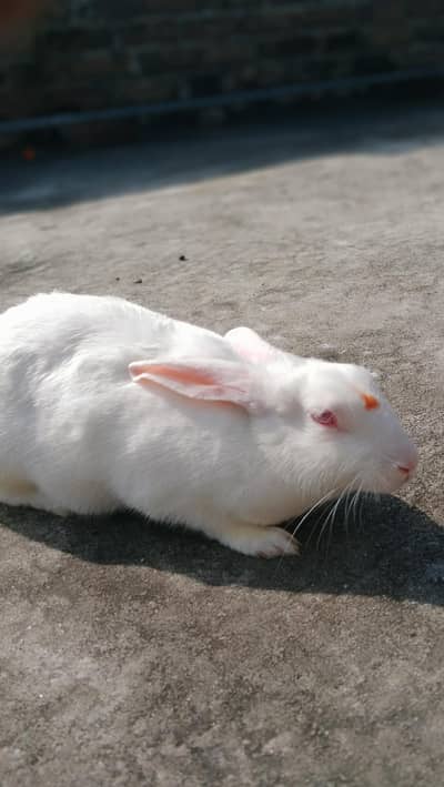 Rabbit for sale in Rawalpindi