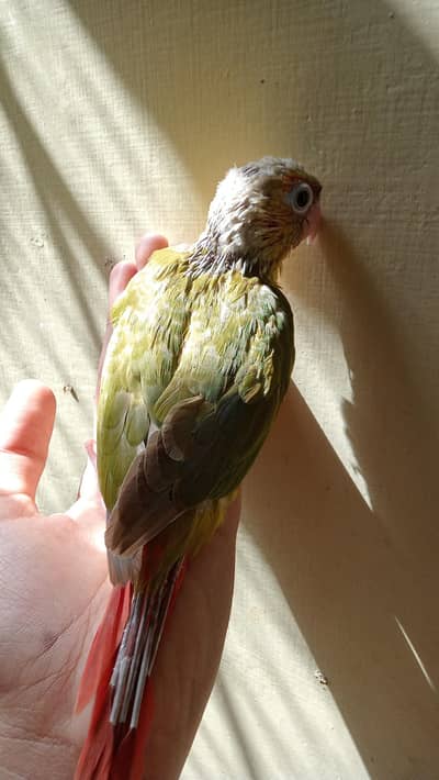 conure. . pinple conure chick