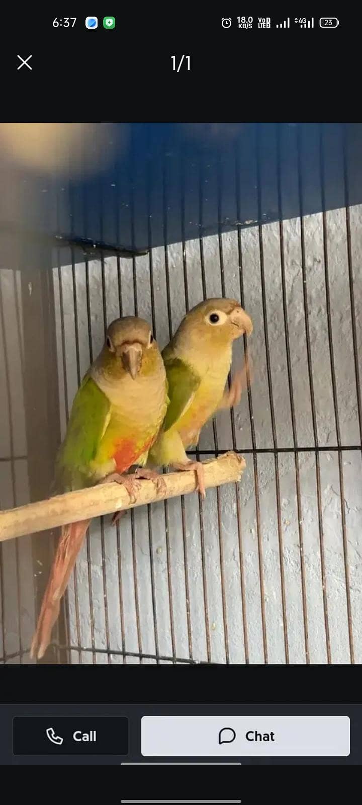pineapple conure pair 0