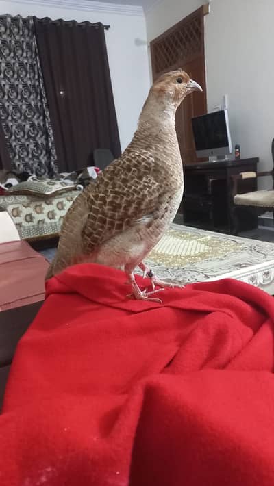 Dekhni teetar pair 03369726184