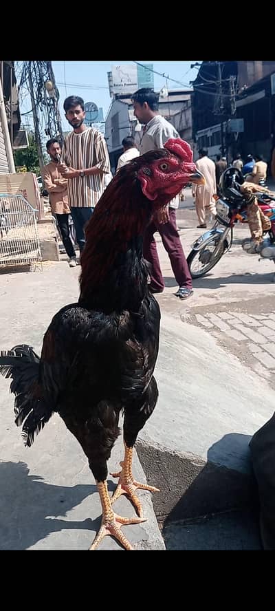 burmi Thai aseel exchange