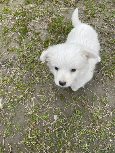 Pomeranian dog || Puppy || Pom Dog || Toy Pomeranian || Imported Pome