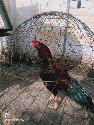 Aseel mianwali breeder