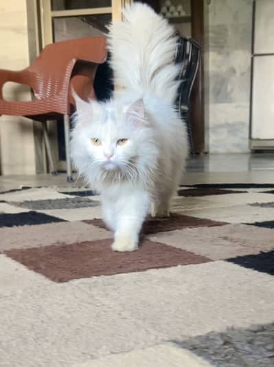 Healthy White Persian Cat for Sale Vaccinated & Active