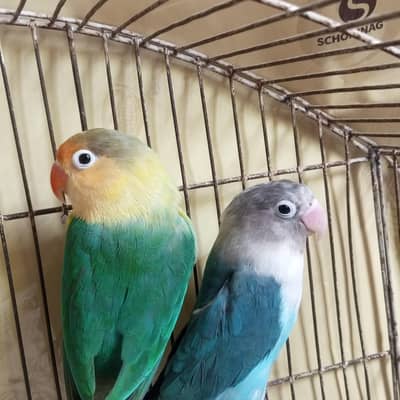 Parblue fischer male with Blue fischer female