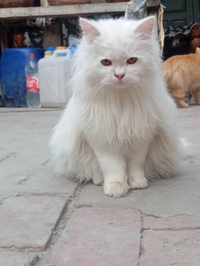 male and female Persian cats for sale