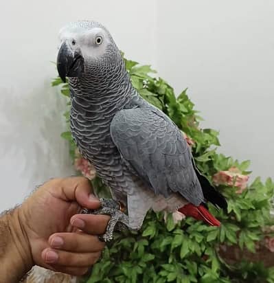 African Grey Parrot || Talking Parrot