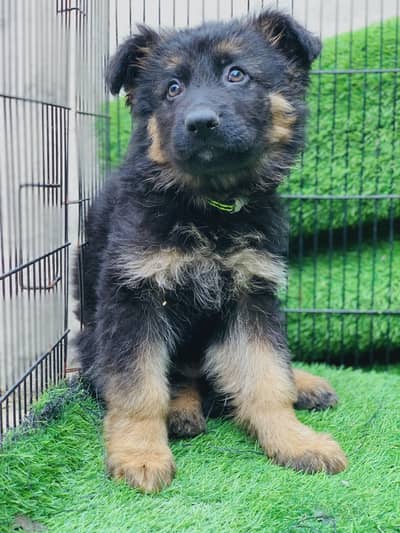 Top Quality German Shepherd Puppy & All Breed Puppy Available
