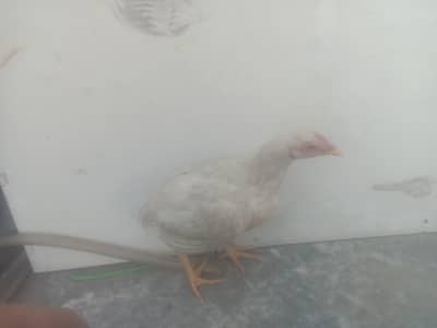 aseel Heera phati for sale