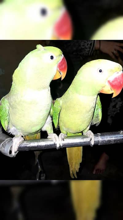 2 females hai raw parrot