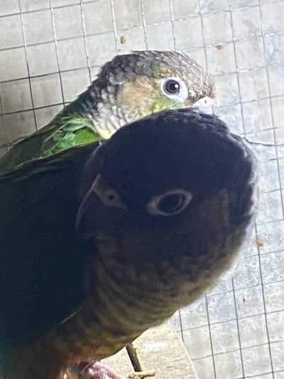 Green chick conure 