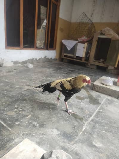 java murga pure assel 2 martaba winning hua ha