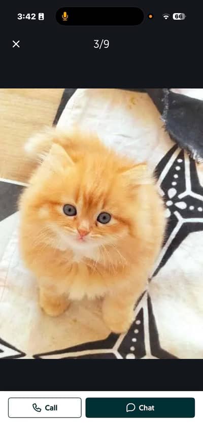 Persian male / female kittens available for new home