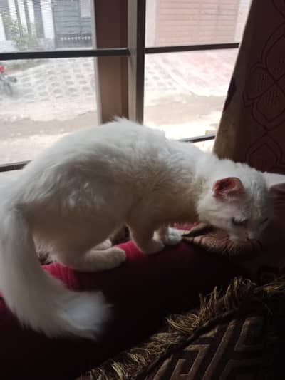 white Persian cat