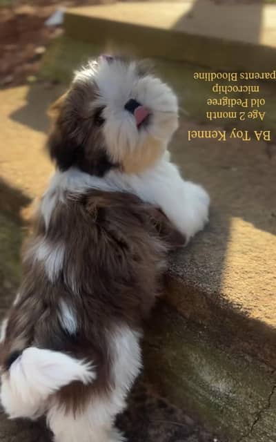 Shihtzu puppy available