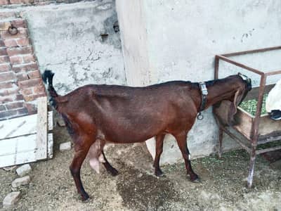 goats for sale nagra