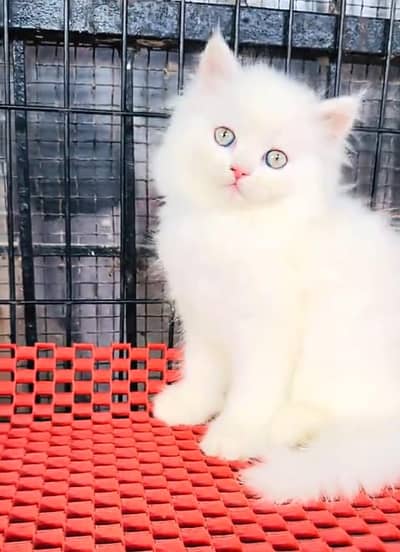 Persian cat triple quote vaccinated WhatsApp number 0336=630=7058
