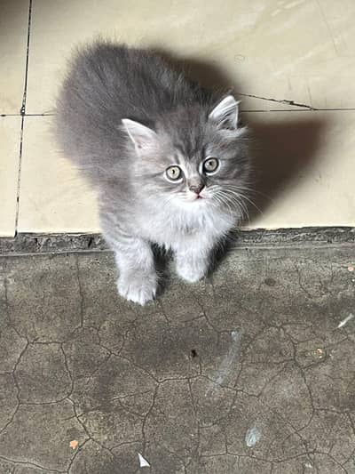 I'm 3 kittens for sale