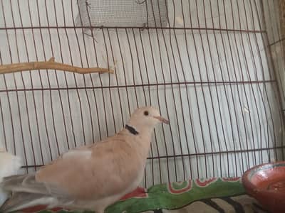 dove breeder pair