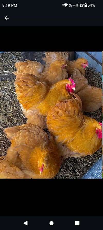 white heavy golden Heavy  Eggs  available Hain 03036504970