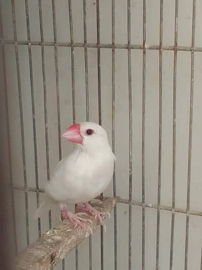 white java piar for sale