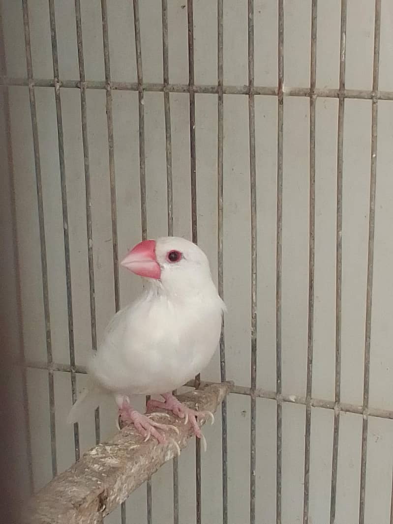 white java piar for sale 0