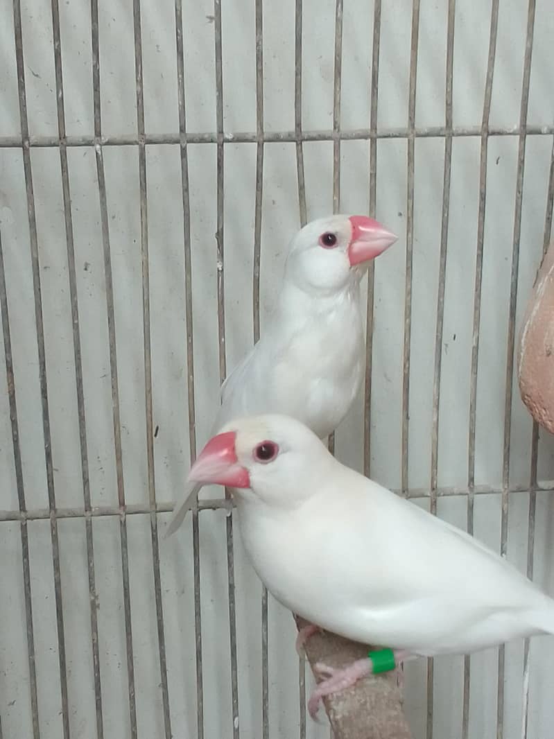 white java piar for sale 1