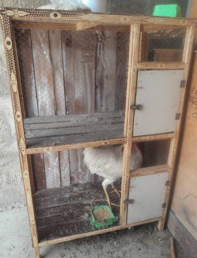 CAGE WITH MALE HEN