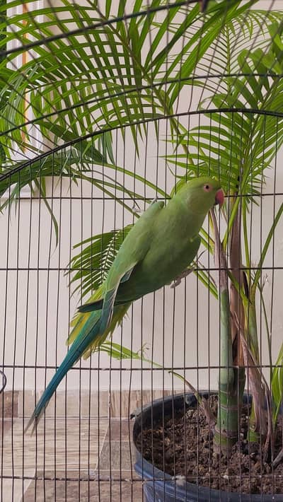 Ringneck Green parrot breeder Female