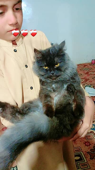 person beautiful kitten for sale