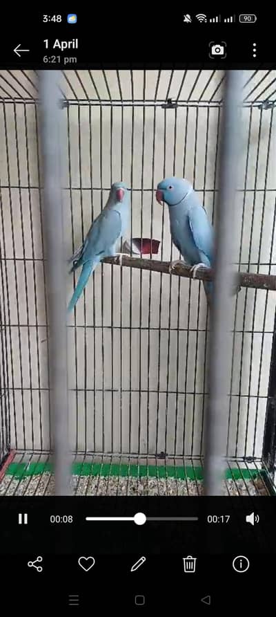 Ringneck Breeder pairs for sale
