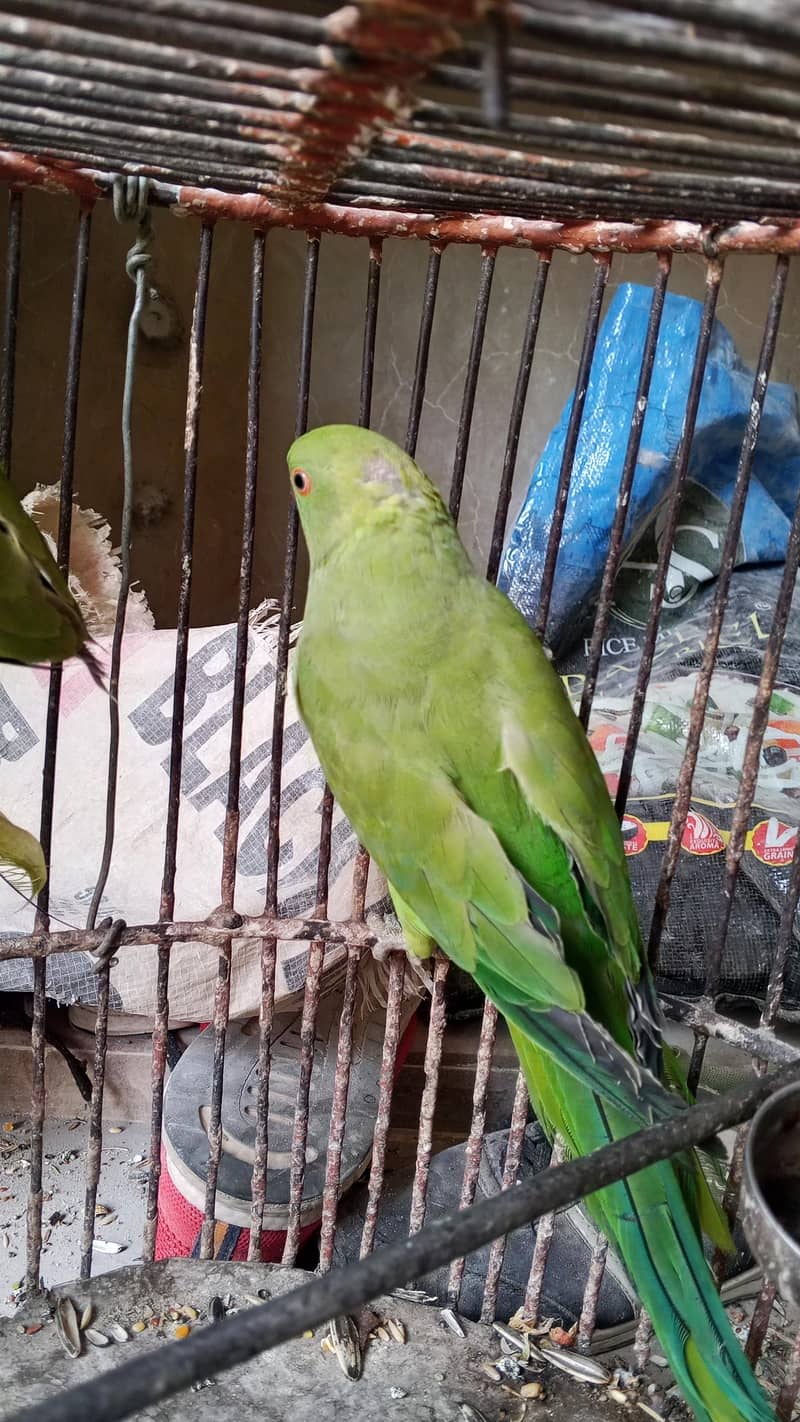 Green ringneck 1